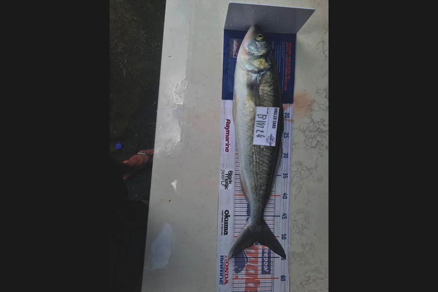 Henry Gujer caught this 51.0cm Kahawai at Auckland during The Hirepool Baitmates Fishing Comp