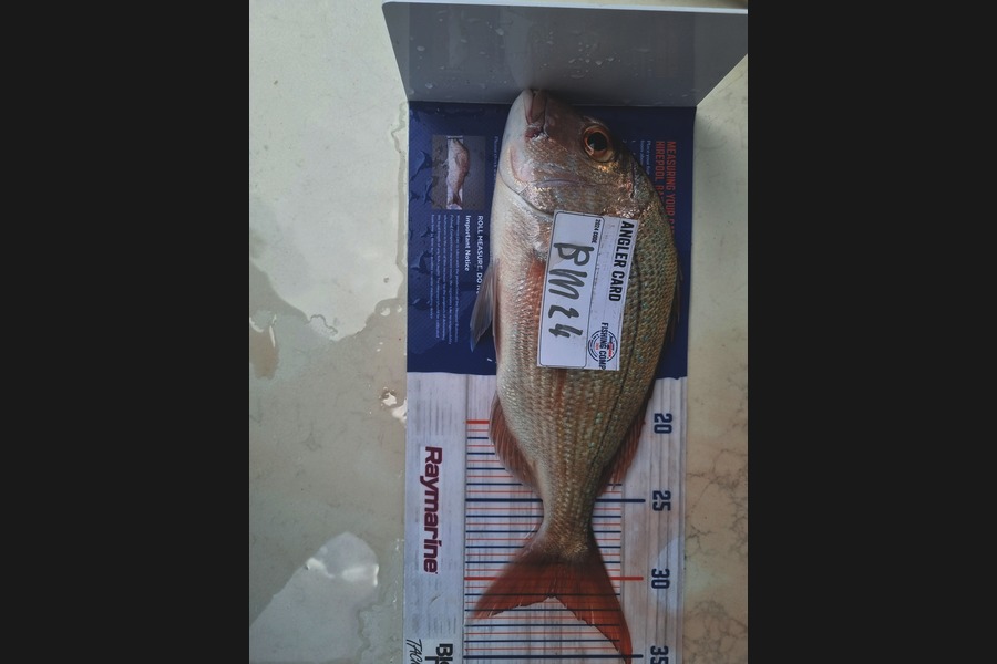 Henry Gujer caught this 31.0cm Snapper at Auckland during The Hirepool Baitmates Fishing Comp