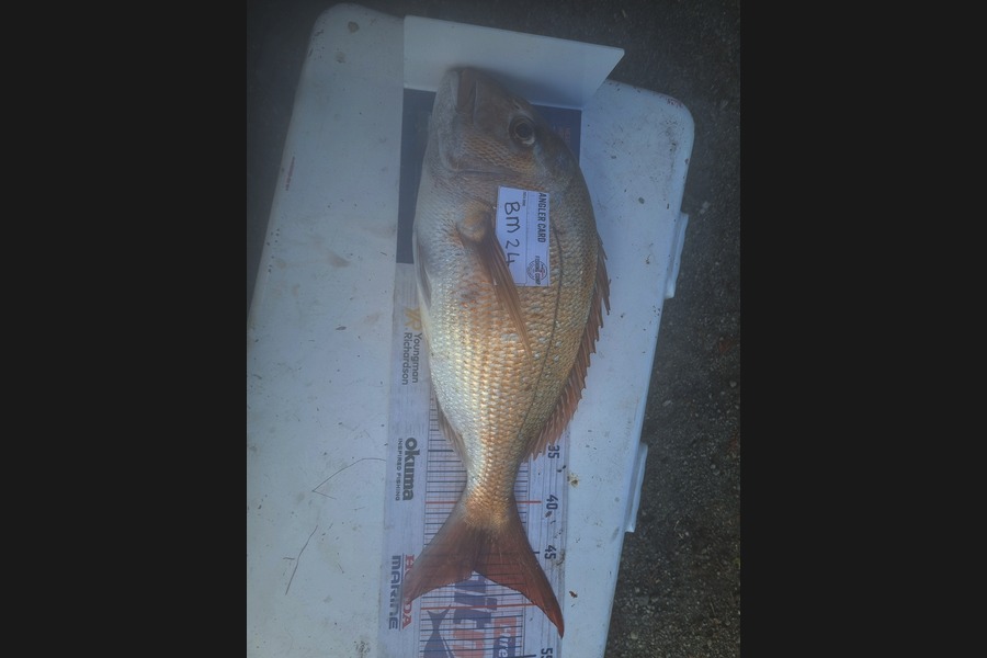 Nathan  Busby caught this 46.5cm Snapper at Taranaki during The Hirepool Baitmates Fishing Comp