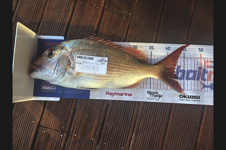 Ziggy Bolstad caught this 42.0cm Snapper at Northland during The Hirepool Baitmates Fishing Comp