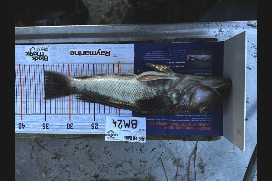 Hunter Schroeder caught this 35.0cm Blue Cod at Canterbury during The Hirepool Baitmates Fishing Comp