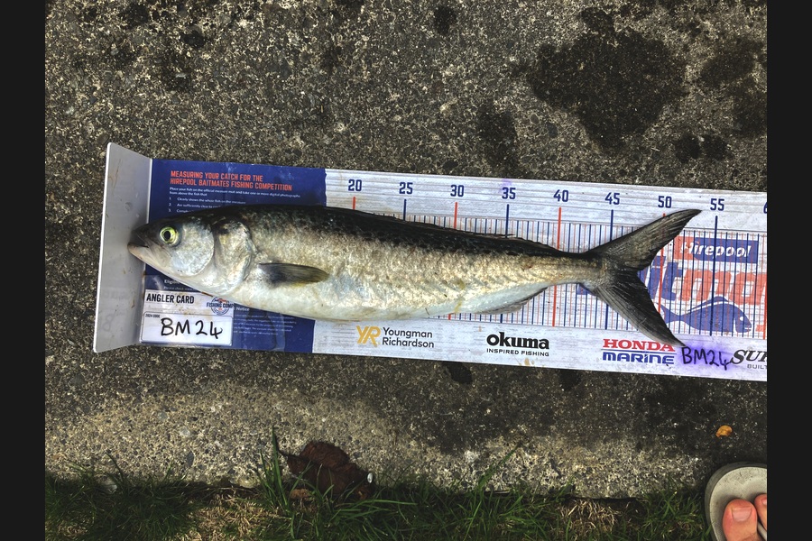 Anthony Murray caught this 47.5cm Kahawai at Wellington during The Hirepool Baitmates Fishing Comp