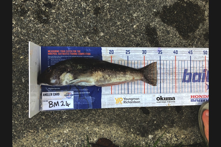 Anthony Murray caught this 34.0cm Blue Cod at Wellington during The Hirepool Baitmates Fishing Comp