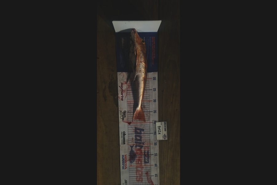 Tain Rookes caught this 38.0cm Gurnard at Coromandel during The Hirepool Baitmates Fishing Comp