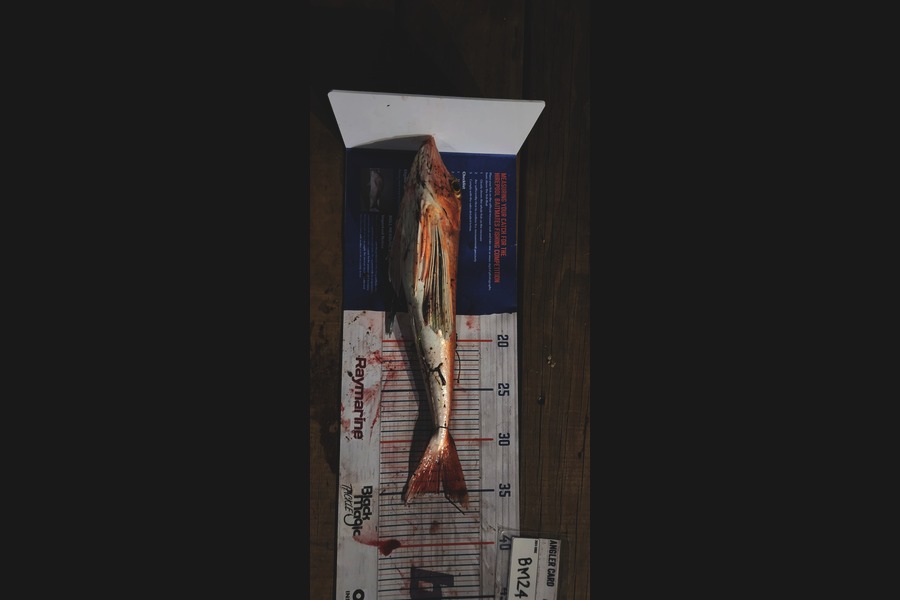Simon Rookes caught this 35.0cm Gurnard at Coromandel during The Hirepool Baitmates Fishing Comp