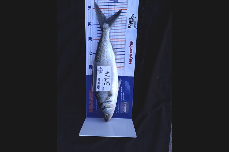 Sheila Jackson caught this 36.5cm Kahawai at Nelson/Marlborough during The Hirepool Baitmates Fishing Comp