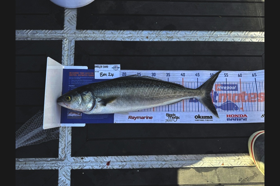 Darren  Speyers  caught this 49.0cm Kahawai at Auckland during The Hirepool Baitmates Fishing Comp