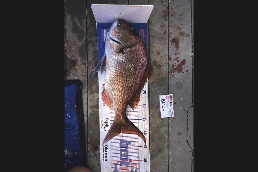 Shaun Russell caught this 39.5cm Snapper at Northland during The Hirepool Baitmates Fishing Comp