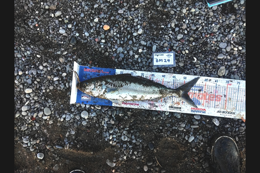 Marc Taylor caught this 51.5cm Kahawai at Canterbury during The Hirepool Baitmates Fishing Comp