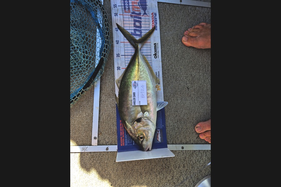 Glynn Anderson caught this 41.0cm Trevally at Auckland during The Hirepool Baitmates Fishing Comp
