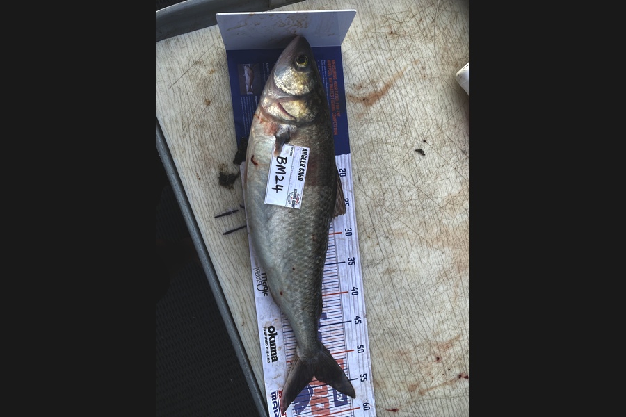 Jared Nicholson caught this 53.0cm Kahawai at Hawkes Bay during The Hirepool Baitmates Fishing Comp