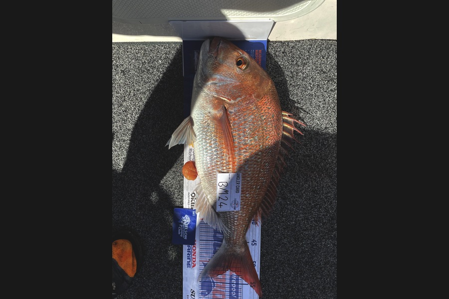 Scott Brunt caught this 51.5cm Snapper at Nelson/Marlborough during The Hirepool Baitmates Fishing Comp