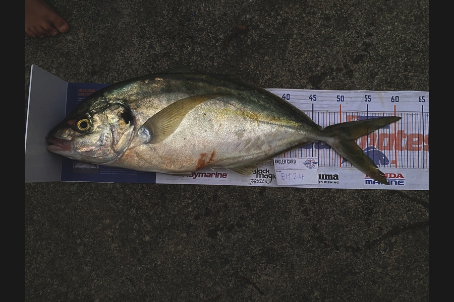 Sharo Sievers caught this 52.5cm Trevally at Wellington during The Hirepool Baitmates Fishing Comp