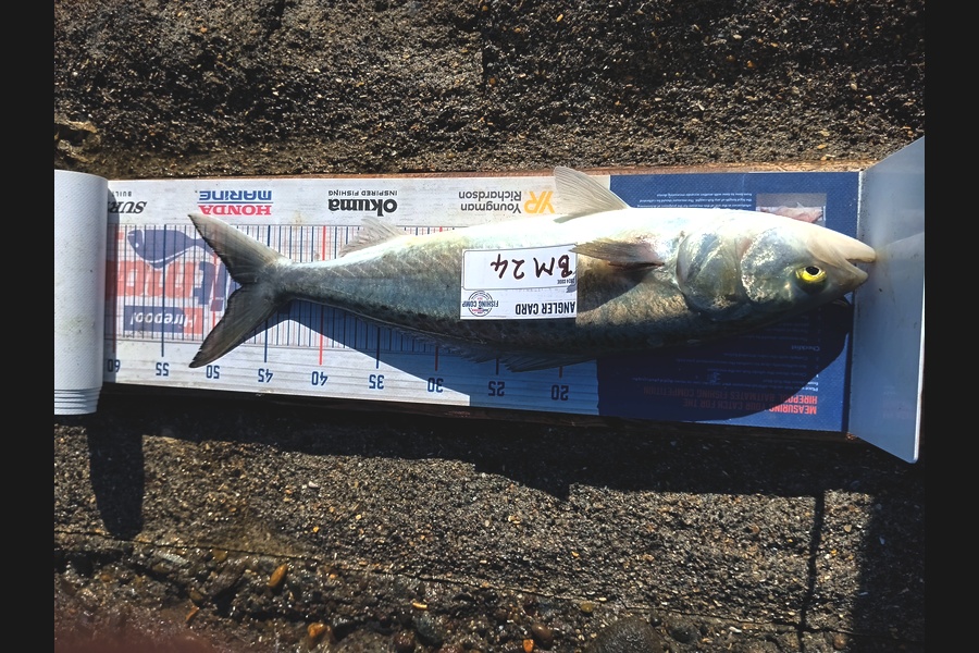 Wayde Newbold caught this 57.5cm Kahawai at Taranaki during The Hirepool Baitmates Fishing Comp