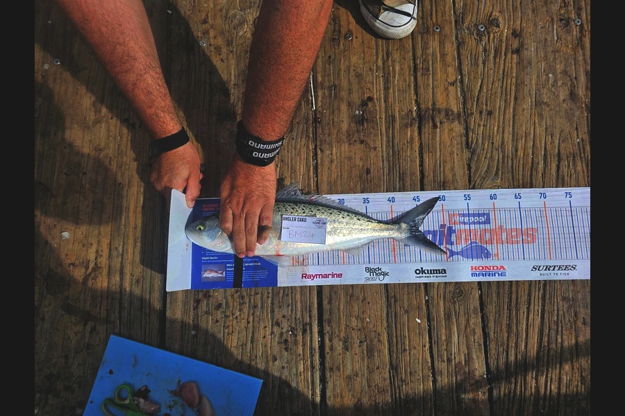 Stephen Gudsell caught this 45.0cm Kahawai at Bay of Plenty during The Hirepool Baitmates Fishing Comp