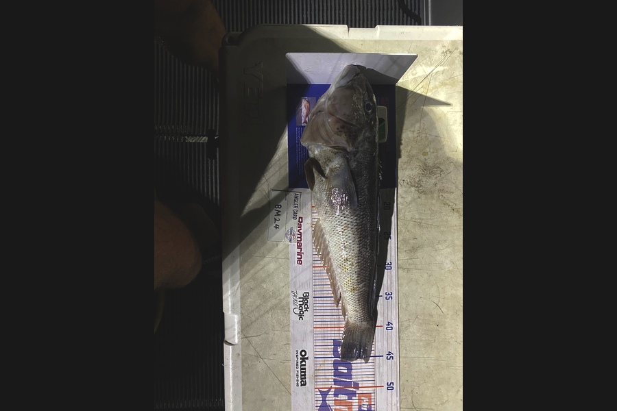 Max Nicholson caught this 45.0cm Blue Cod at Hawkes Bay during The Hirepool Baitmates Fishing Comp