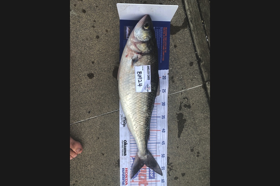 Max Nicholson caught this 53.0cm Kahawai at Hawkes Bay during The Hirepool Baitmates Fishing Comp