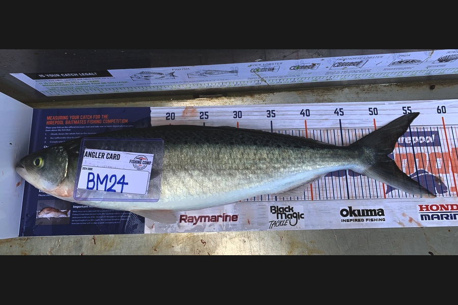 Evan  Cook caught this 51.0cm Kahawai at Wellington during The Hirepool Baitmates Fishing Comp