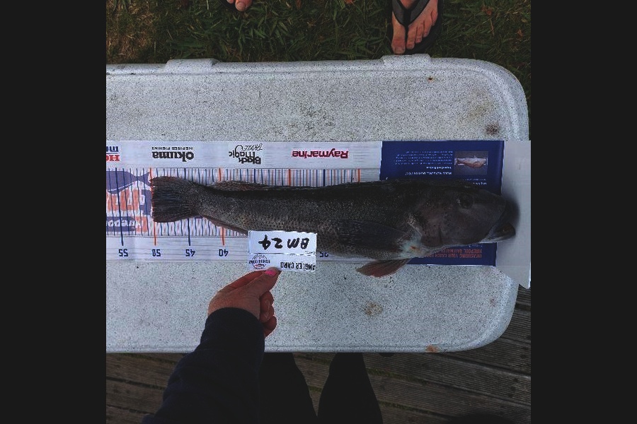 Steve Crowley caught this 50.0cm Blue Cod at Nelson/Marlborough during The Hirepool Baitmates Fishing Comp