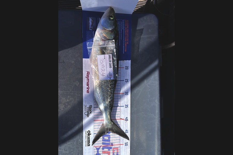 Mark Burns caught this 44.5cm Kahawai at Auckland during The Hirepool Baitmates Fishing Comp