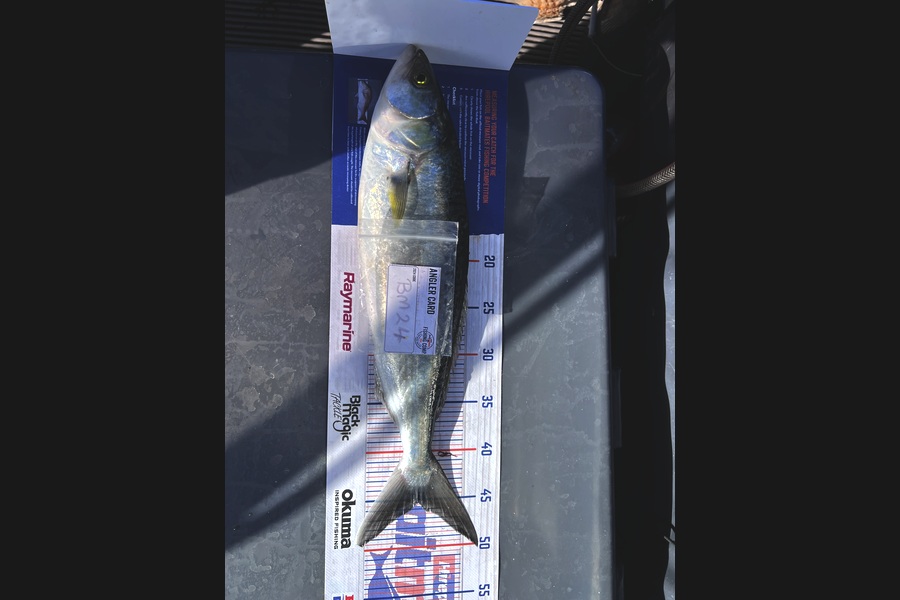 Jaxson Burns caught this 45.0cm Kahawai at Auckland during The Hirepool Baitmates Fishing Comp
