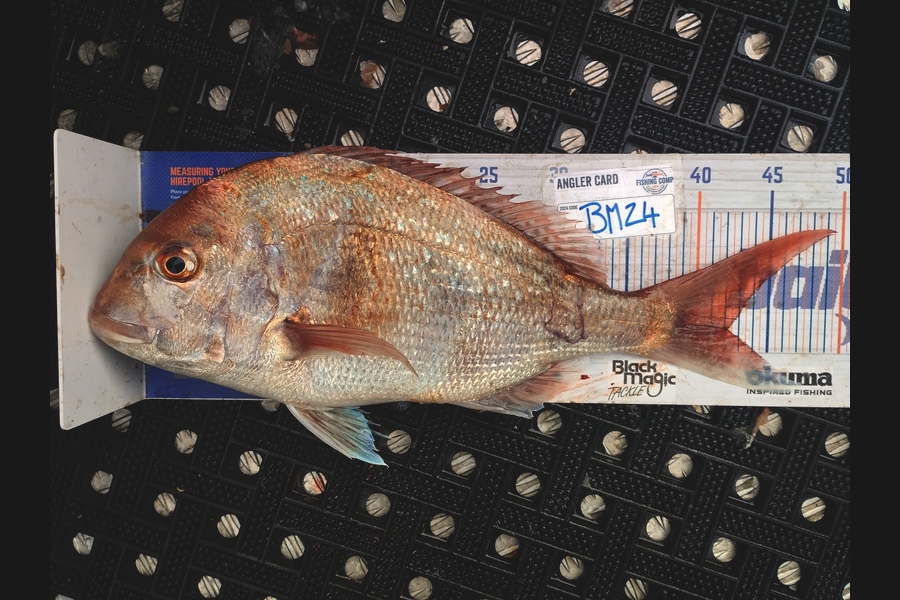 Duncan Pringle caught this 42.0cm Snapper at Wellington during The Hirepool Baitmates Fishing Comp
