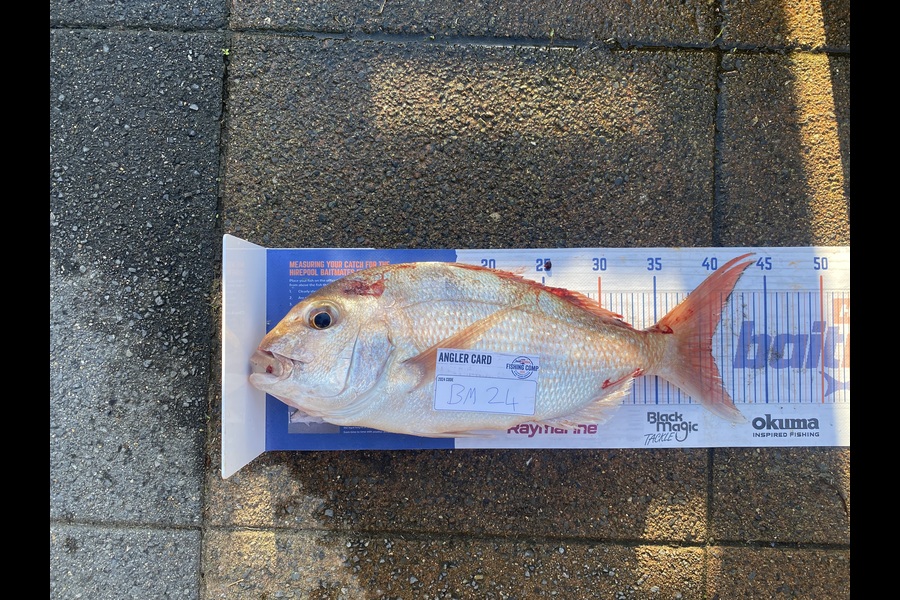 Daniel Gallaghan caught this 40.0cm Snapper at Bay of Plenty during The Hirepool Baitmates Fishing Comp