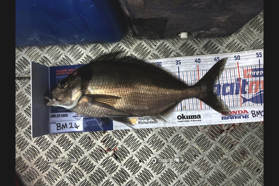 Anthony Murray caught this 43.5cm Tarakihi at Wellington during The Hirepool Baitmates Fishing Comp