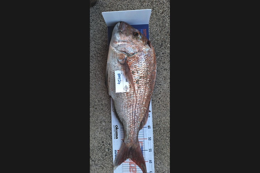 Marty Wehipeihana caught this 58.0cm Snapper at Bay of Plenty during The Hirepool Baitmates Fishing Comp