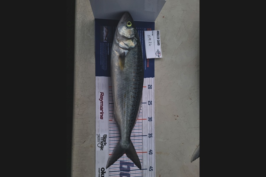 Luka Arbuckle caught this 40.0cm Kahawai at Wairarapa
 during The Hirepool Baitmates Fishing Comp