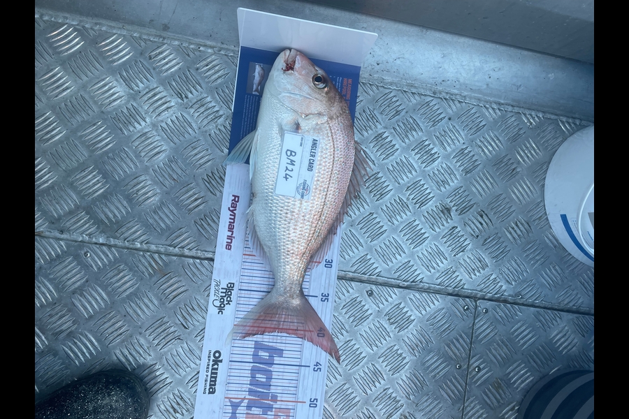 Tim Smith caught this 40.5cm Snapper at Nelson/Marlborough during The Hirepool Baitmates Fishing Comp