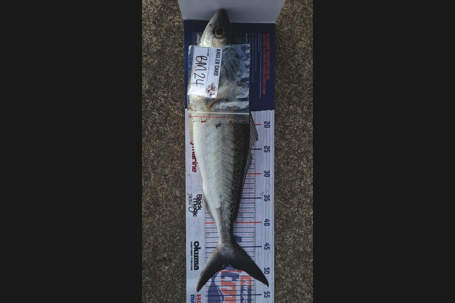 Kaydin Barton caught this 48.5cm Kahawai at Taranaki during The Hirepool Baitmates Fishing Comp