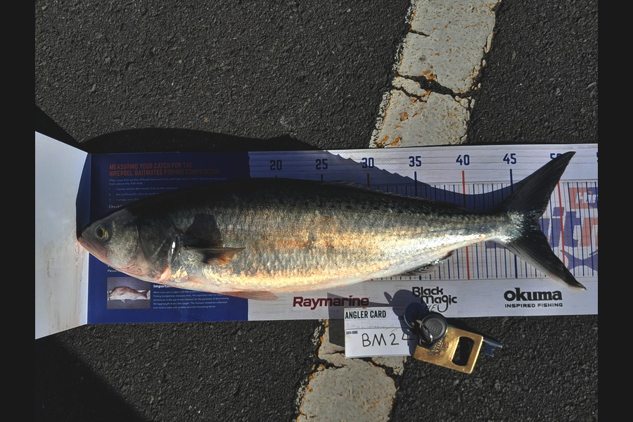 Arlo Lovegrove caught this 47.5cm Kahawai at Auckland during The Hirepool Baitmates Fishing Comp