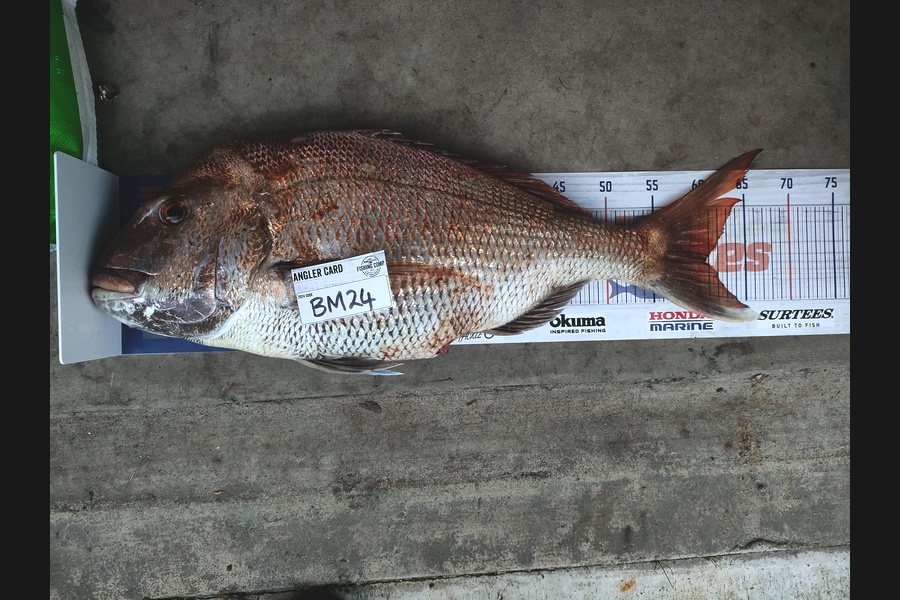 Pedersen Francis caught this 60.5cm Snapper at Coromandel during The Hirepool Baitmates Fishing Comp