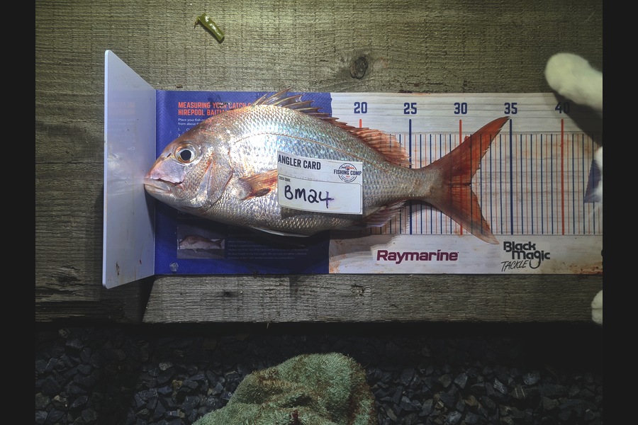 Rebecca Edmeades caught this 30.5cm Snapper at Waikato during The Hirepool Baitmates Fishing Comp