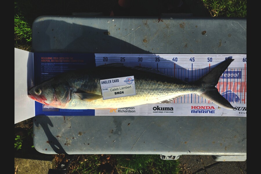 Caleb Lambert caught this 51.5cm Kahawai at Northland during The Hirepool Baitmates Fishing Comp