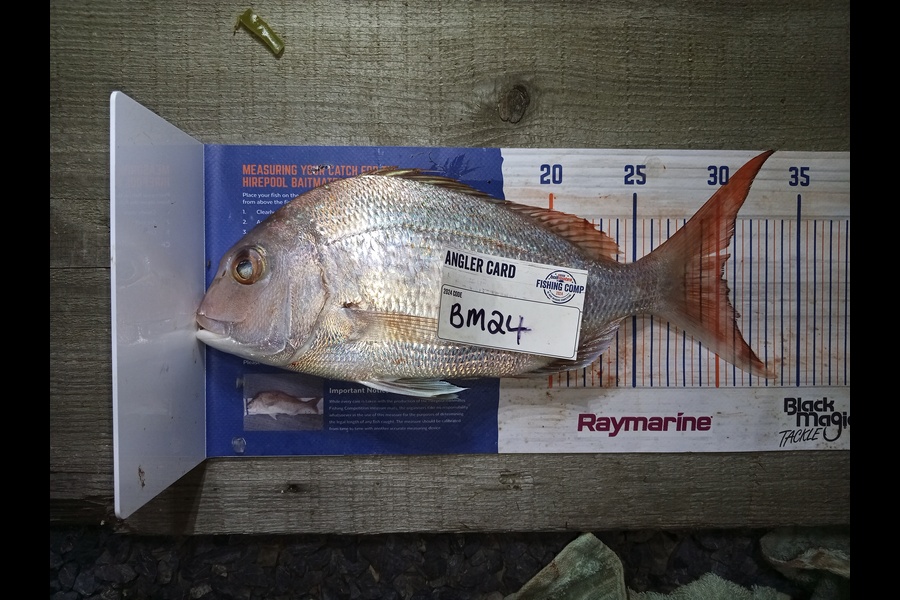 Yvonne Jones caught this 30.0cm Snapper at Waikato during The Hirepool Baitmates Fishing Comp
