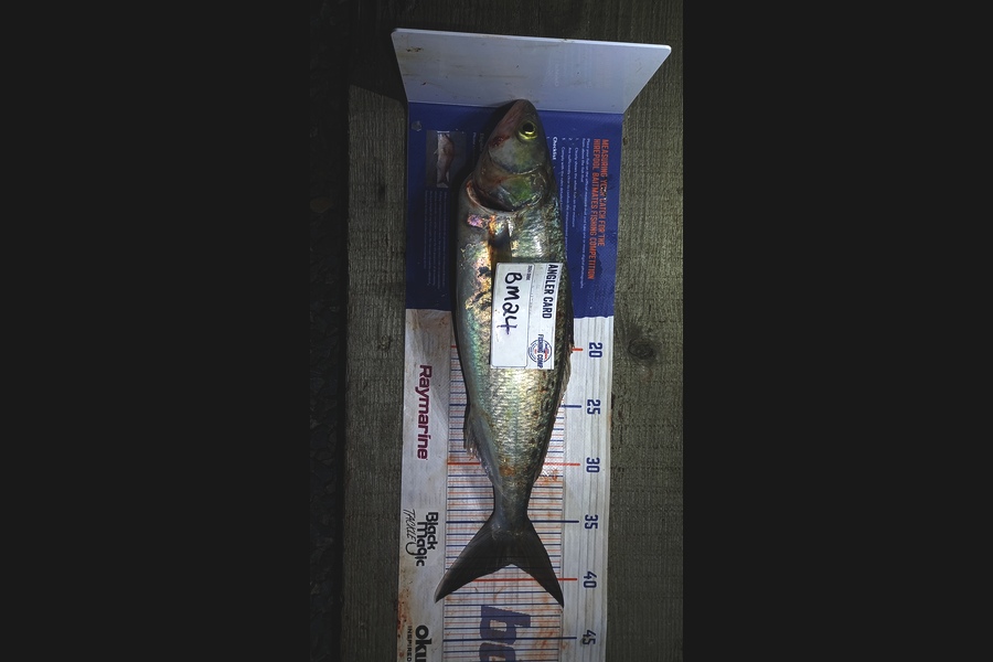 Clinton Jones caught this 37.5cm Kahawai at Waikato during The Hirepool Baitmates Fishing Comp