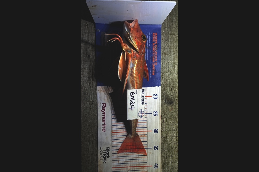 Clinton Jones caught this 36.0cm Gurnard at Waikato during The Hirepool Baitmates Fishing Comp