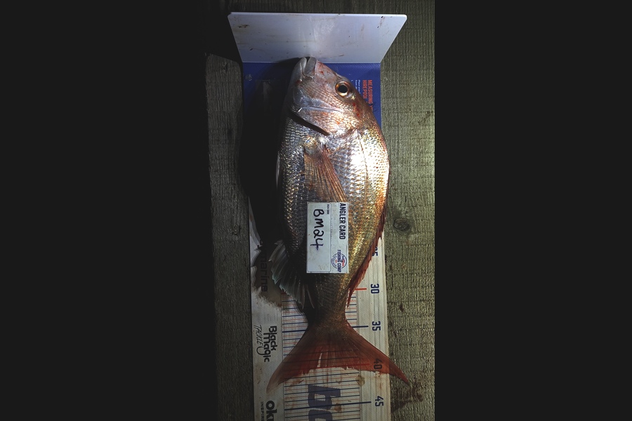 Clinton Jones caught this 40.0cm Snapper at Waikato during The Hirepool Baitmates Fishing Comp