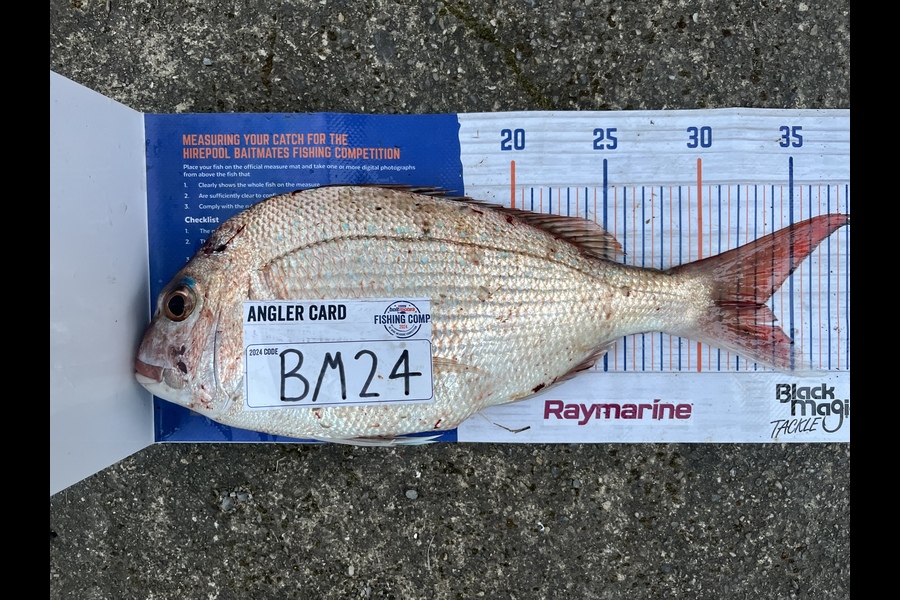 Tane Stephens caught this 33.5cm Snapper at Nelson/Marlborough during The Hirepool Baitmates Fishing Comp