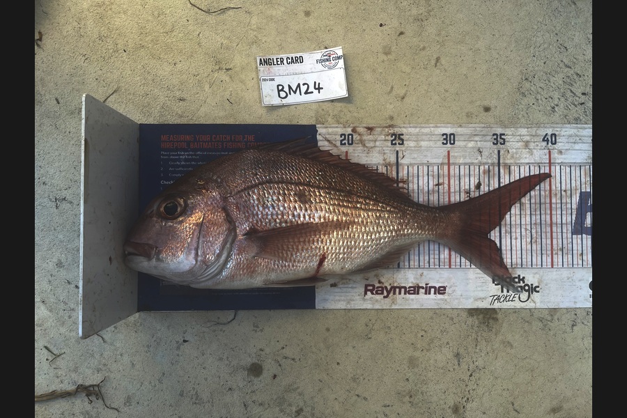 Shaun Russell caught this 33.5cm Snapper at Northland during The Hirepool Baitmates Fishing Comp