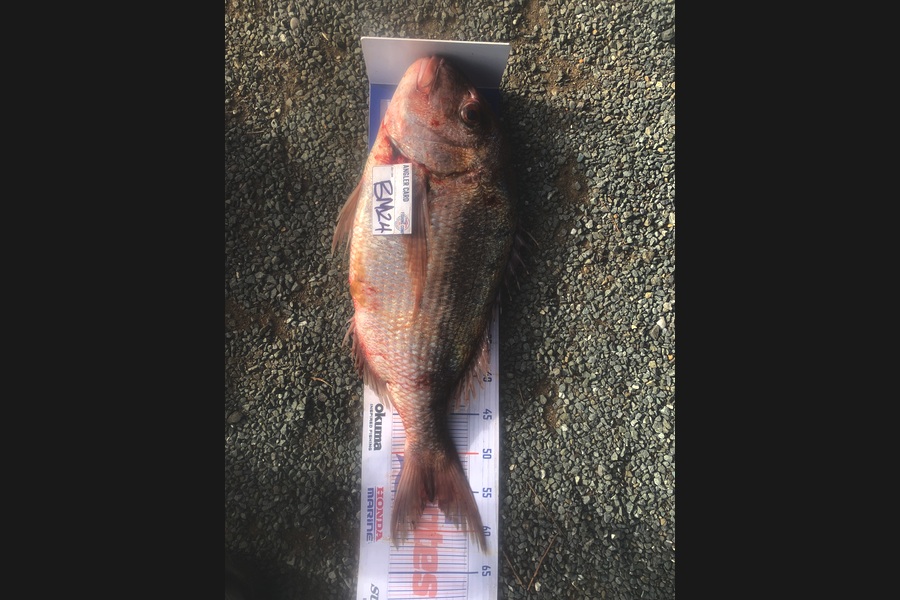 Josh Bolton caught this 56.5cm Snapper at Wellington during The Hirepool Baitmates Fishing Comp