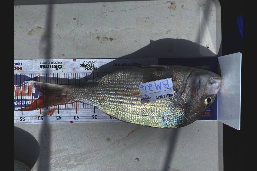 Hamish McCallum caught this 49.0cm Snapper at Manawatu during The Hirepool Baitmates Fishing Comp