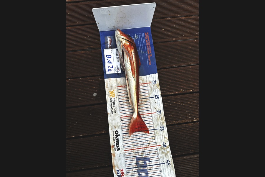 Hugo Blunt caught this 34.5cm Gurnard at Wellington during The Hirepool Baitmates Fishing Comp