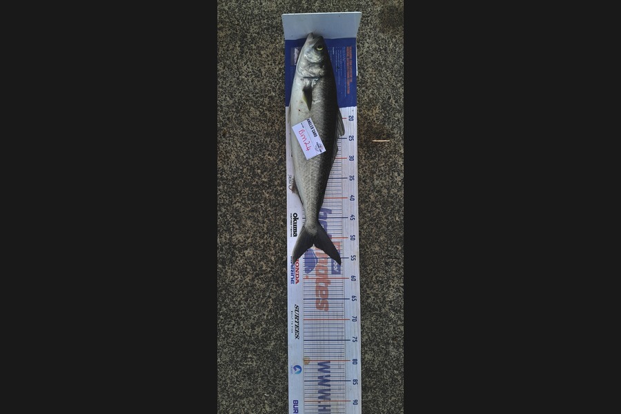 Joseph Samson caught this 51.0cm Kahawai at Northland during The Hirepool Baitmates Fishing Comp