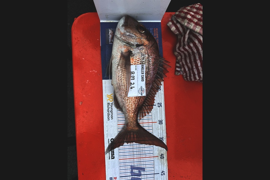 Gerhard Smith caught this 35.0cm Snapper at Auckland during The Hirepool Baitmates Fishing Comp