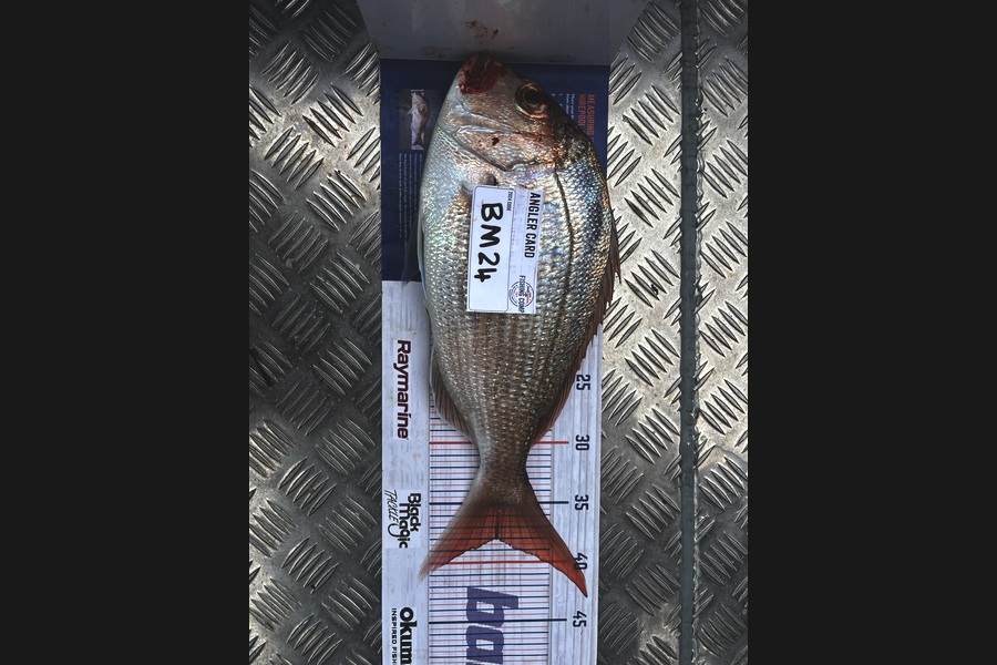 Chris Dudson caught this 38.0cm Snapper at Bay of Plenty during The Hirepool Baitmates Fishing Comp