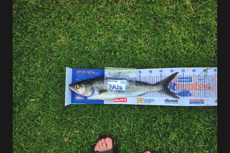 Les McGoram  caught this 46.5cm Kahawai at Auckland during The Hirepool Baitmates Fishing Comp