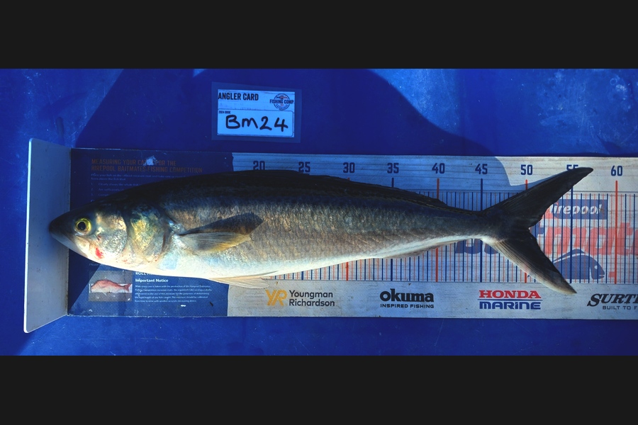 Barry  Howard caught this 50.0cm Kahawai at Auckland during The Hirepool Baitmates Fishing Comp